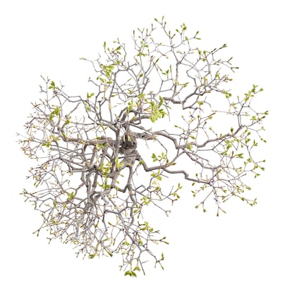 Arce de Montpellier ('Acer monspessulanum'). Destaca por el verde brillante de sus hojas y su geometría fractal; este ejemplo fue recuperado en España en 1991.