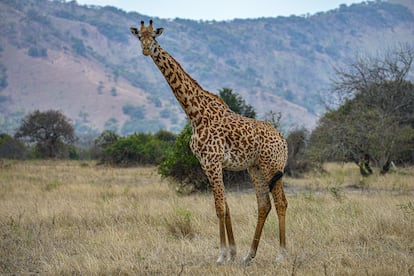 Una jirafa en el parque nacional Akagera, en Ruanda.
