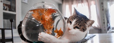Es hora de afrontarlo, los gatos son un problema: el primer censo mundial revela que comen hasta 2.000 especies