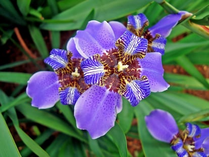 'Neomarica coerulea' es considerada una orquídea de pobre, por su patrón floral tan similar a estas otras plantas.