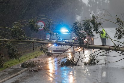 Un árbol, tumbado por el potente temporal 'Herminia', corta la carretera en Negreira, A Coruña, el domingo.
