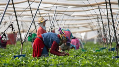 Temporeras marroquíes bajo un invernadero de fresas de la provincia de Huelva, en 2024.