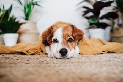 Los cachorros y animales muy jóvenes son más propensos a la hipotermia porque no han desarrollado completamente su capacidad para regular la temperatura corporal.