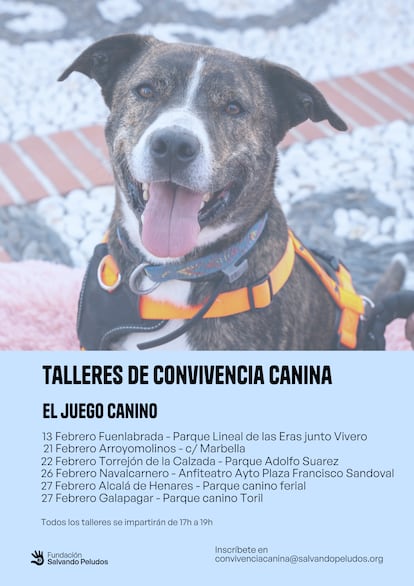 Afiche del segundo taller de Salvando Peludos en la Comunidad de Madrid.