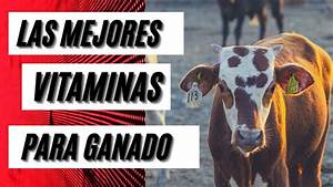 Las Vitaminas en el Ganado Bovino: Su Importancia y las Consecuencias de Su Carencia