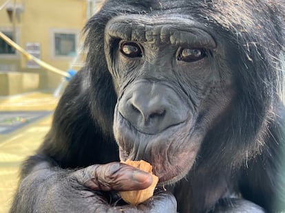 Nyota, un bonobo de Ape Initiative, que participó en el experimento. Es hijo de la hermana fallecida de Kanzi, Panbanisha, y nació el 4 de abril de 1998.