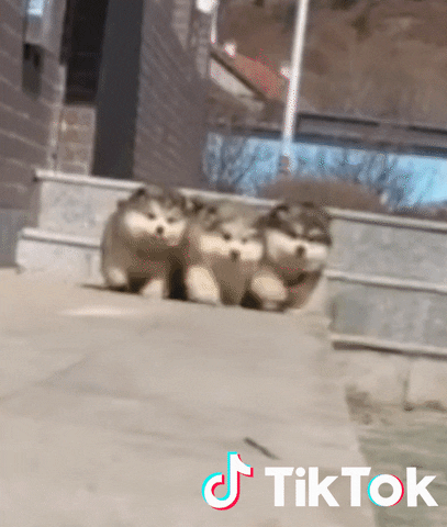 Video de perritos adorables en TikTok.- Blog Hola Telcel