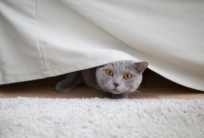 Cada animal es único y sus temores suelen variar considerablemente. Aunque los felinos tienen algunos en común, como los cambios bruscos en su ambiente habitual. 