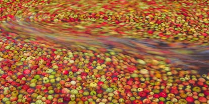 Lavado de manzanas para la elaboración de sidra.