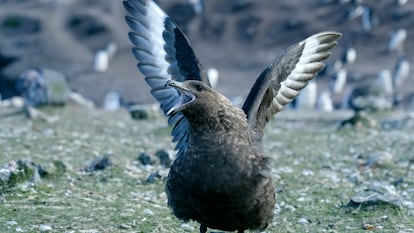 El págalo es una de las especies más golpeadas por la gripe aviar en la Antártida.