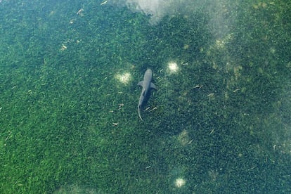 Los pastos marinos son santuarios para los tiburones. 