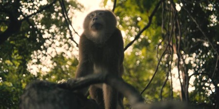 Monkey