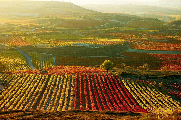 Tres Regiones Vinícolas Destacadas del Mundo por Metropolitan Distribuitors