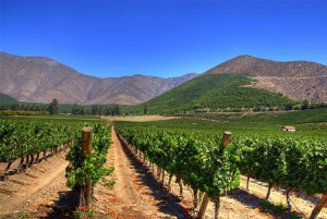 Metropolitan Distribuitors: Análisis de las Regiones Productoras de Vino y Preferencias de los Consumidores
