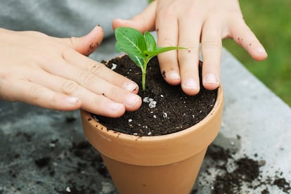 Para que las raíces de una planta enmacetada crezcan bien nunca se debe compactar el sustrato.