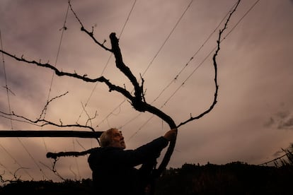 Angelo Rocha, junto a una de las cepas que cultiva en Quinta da Comenda, en la región portuguesa de Lafões. 