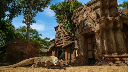 El Dragón de Komodo, del que apenas quedan 1.500 ejemplares en todo el planeta, se ha reproducido en Fuengirola.