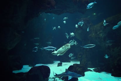 En el Bioparc de Gijón se encuentra un gran oceanario donde residen diferentes especies de peces y tortugas.