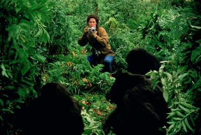 La actriz estadounidense Sigourney Weaver interpreta a la naturalista Dian Fossey, estudiando al gorila de montaña en Ruanda en la película 'Gorilas en la niebla', en 1988. 