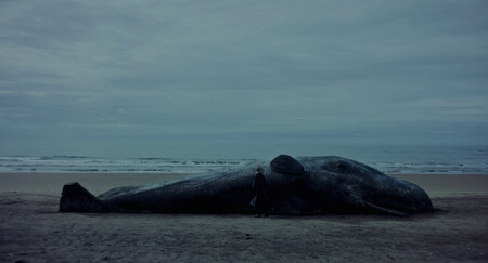Una Ballena 2025 Pablo Hernando