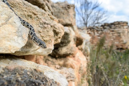 Culebra de herradura en Ibiza.