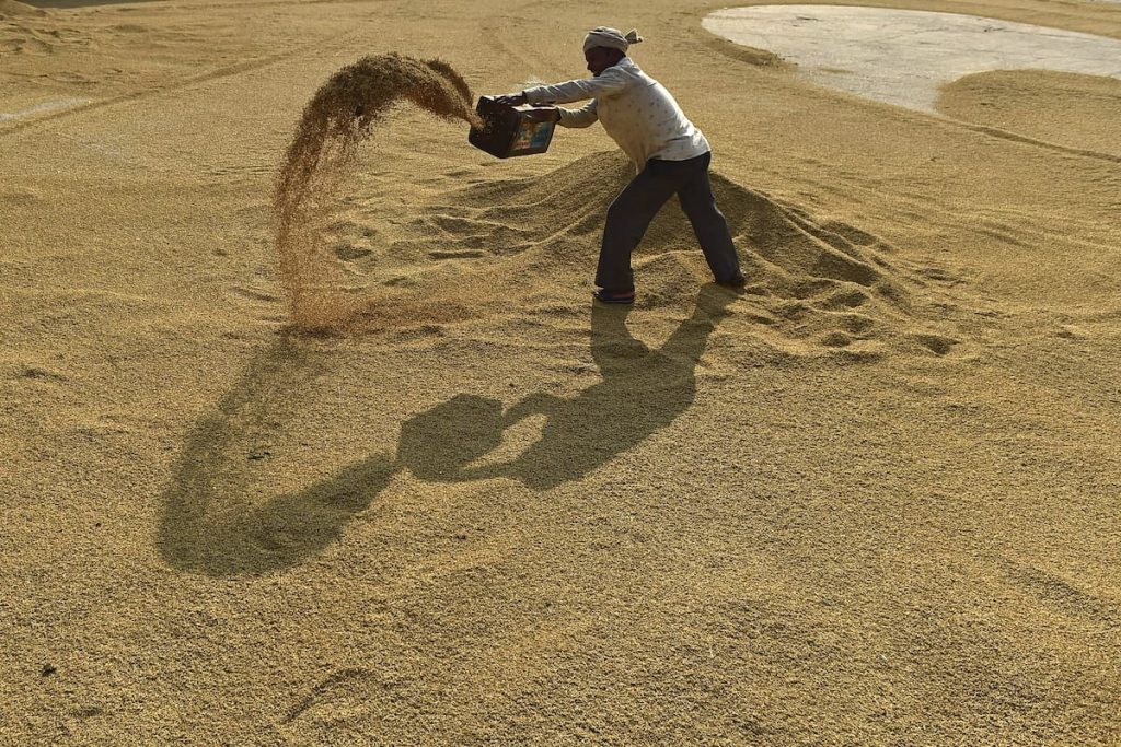 Un trabajador extiende arroz con cáscara en un mercado mayorista de granos en Jalandhar (India).