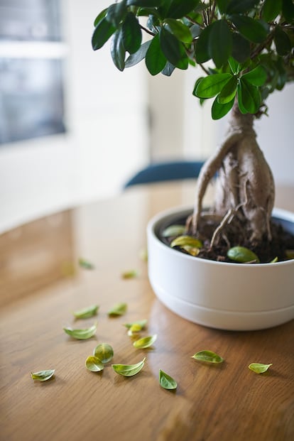 Unas primeras hojas que caen deben alertar a la persona que cuida de la planta, por si hay algo que está haciendo mal.