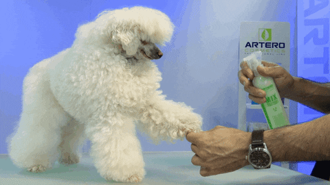Aplicaciones para iPhone que te ayudan a cuidar a tu perro.- Blog Hola Telcel