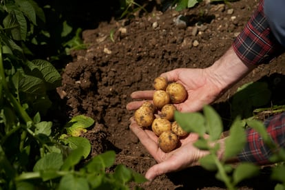 PepsiCo colabora con Fertiberia en un programa de apoyo a agricultores para el uso de fertilizantes bajos en carbono.