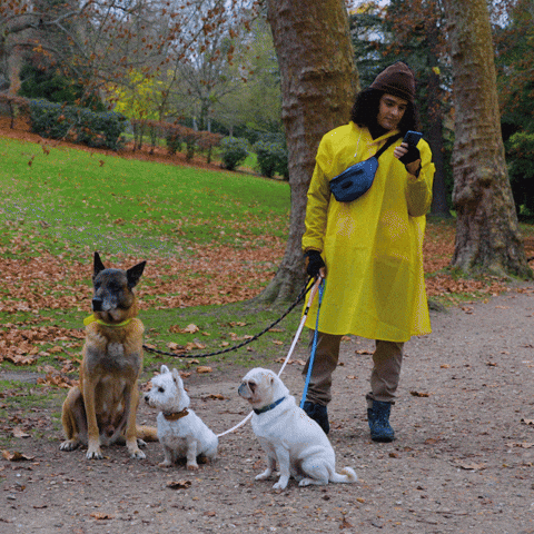 Perros de paseo.- Blog Hola Telcel