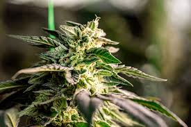 Discover the Best Marijuana Seeds in Wisconsin Discover the Best Marijuana Seeds in Wisconsin