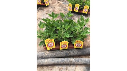 Estos son los mejores productos con citronela para repeler a los mosquitos en casa