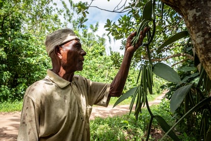 Didier Peter, un agricultor de vainilla de 75 años, cultiva vainilla en un pequeño terreno junto a la carretera que va de Ambatomenavava a Sambava, Madagascar, el 25 de mayo de 2025.