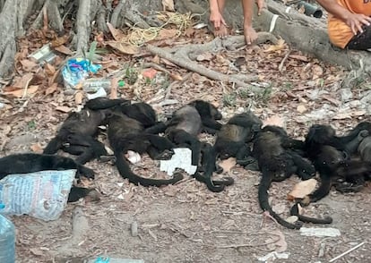De centenares de monos aulladores de manto mexicanos muertos por la ola de calor, apenas una decena eran crías. En la imagen, varios de los primates fallecidos.