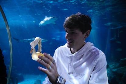 Maximilian Baum, autor del estudio, con la mandíbula de un tiburón de arrecife de puntas negras.