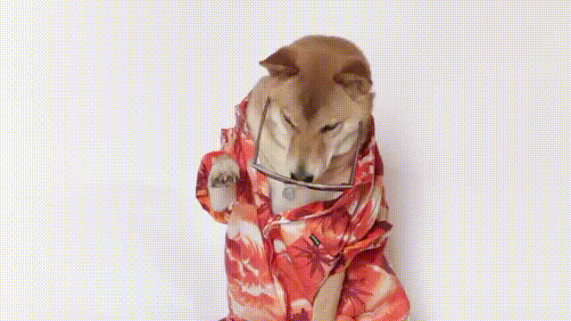 Perrito entusiasmado por personalizar su tarjeta de contacto en iPhone.- Blog Hola Telcel