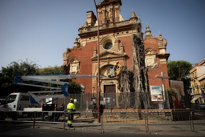 Inicio de los trabajos de tala del ficus de la calle San Jacinto en Sevilla.