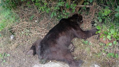 Macho de oso muerto por un disparo de perdigones en Cuevas (Asturias) este 2 de agosto.