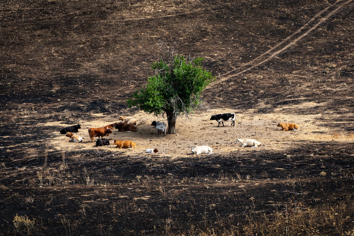 EL PAÍS
