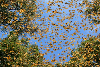 Las mariposas vuelan entre los árboles de El Rosario, un santuario de la Reserva de la Biosfera de la Mariposa Monarca en Michoacán (México), el 24 de febrero de 2023.