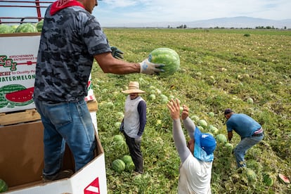 Un grupo de hombres de origen hispano recolecta sandías en un campo agrícola de California.