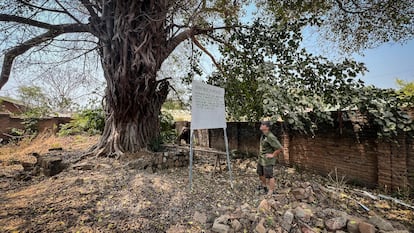 Nkhotakota arbol Livingstone