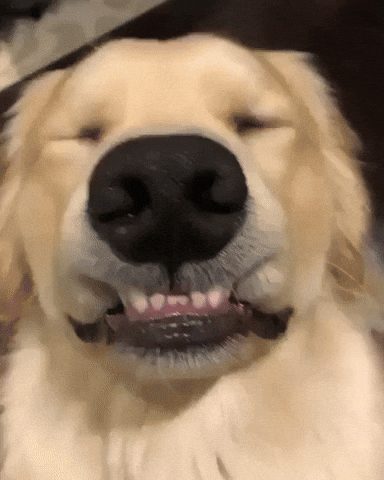 Perrito sonriendo.- Blog Hola Telcel