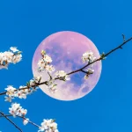 La luna llena de flores del 1 de mayo de 2026 se considera la más poderosa del año (y afectará a 2 signos en particular)