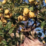 El limón: la fruta más saludable del mundo, según la ciencia